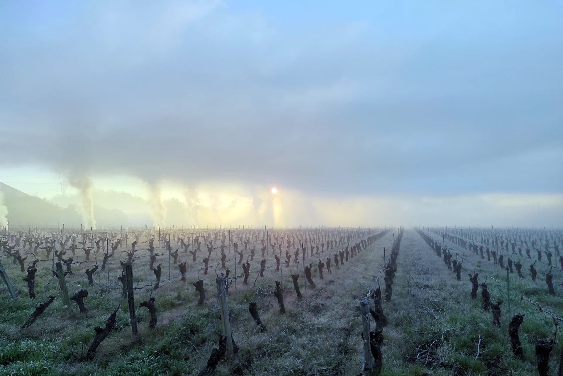 Les vignes du Domaine des Cormiers