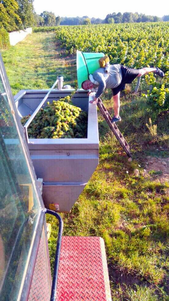 Vendange des vignes au Domaine du Cormier