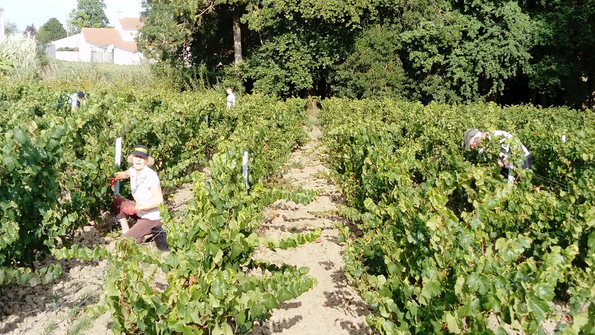 Vendange des vignes au Domaine du Cormier