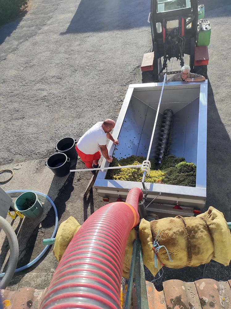 Vendange des vignes au Domaine du Cormier